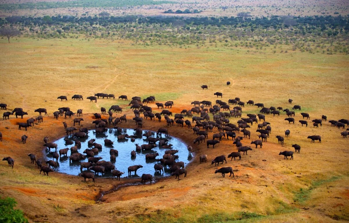 3-Day Tsavo East & Tsavo West Wilderness Duo