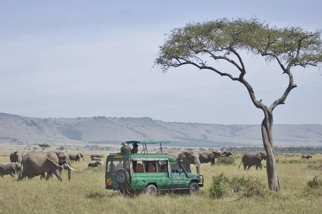 6D Amboseli, Rift Lakes & Maasai Mara Odyssey